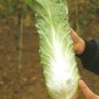 CICORIA PAN DI ZUCCHERO  BEJO ITALIA