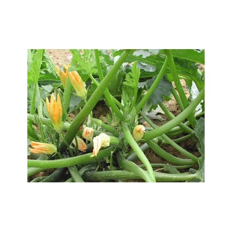 ZUCCHINO DIAMANT F1