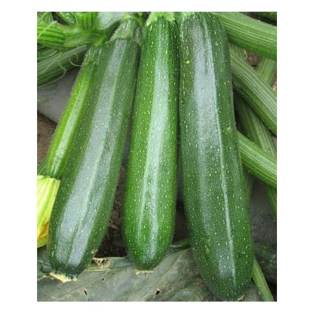 ZUCCHINO MASTIL F1 SEMINIS