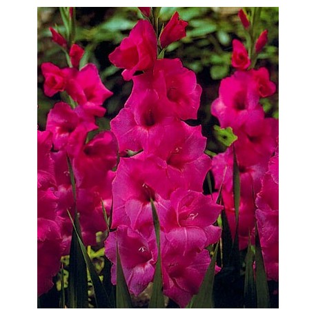 GLADIOLI SCATOLA GREPPIA DA 75