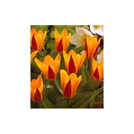 TULIPANO BOTANICO GREPPIA DA 100