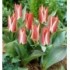 TULIPANO BOTANICO GREPPIA DA 100