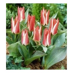 TULIPANO BOTANICO GREPPIA DA 100