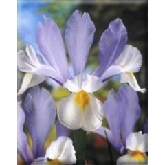 IRIS MISURA 10+ SCATOLA DA 200 BULBI