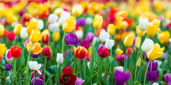 Come scegliere i migliori bulbi di tulipani, giacinti, narcisi e crocus per il tuo giardino