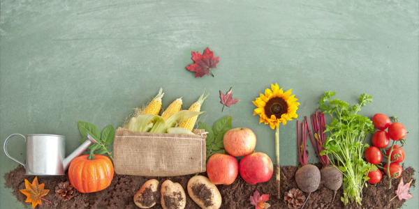 Preparare il tuo giardino per l'autunno: lavori da fare e piante da seminare