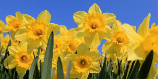 Guida all'acquisto dei bulbi di tulipani, giacinti, narcisi e crocus per la piantagione autunnale