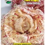 CICORIA VARIEGATA DI CASTELFRANCO