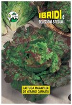 LATTUGA MERAVILLA DE VERANO CANASTA