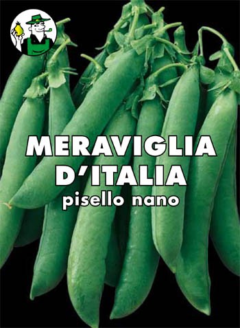 PISELLO NANO MERAVIGLIA D`ITALIA