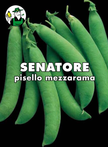 PISELLO MEZZARAMA SENATORE