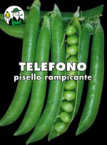 PISELLO RAMPICANTE TELEFONO