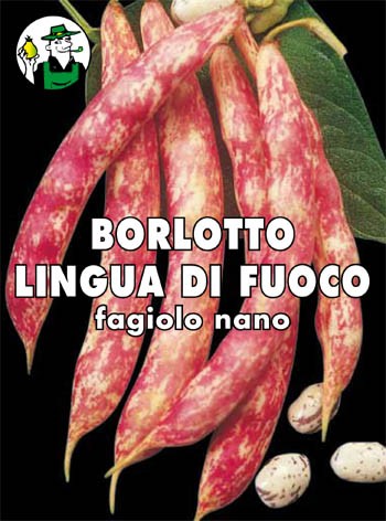 BORLOTTO LINGUA DI FUOCO