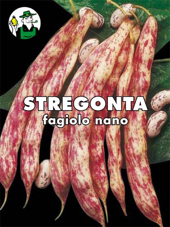 FAGIOLO STREGONTA