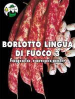 BORLOTTO LINGUA DI FUOCO 3