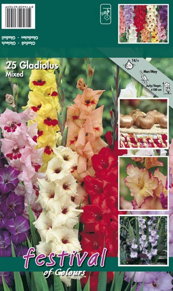 GLADIOLI MISCUGLIO