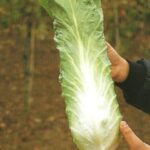 CICORIA PAN DI ZUCCHERO BEJO ITALIA