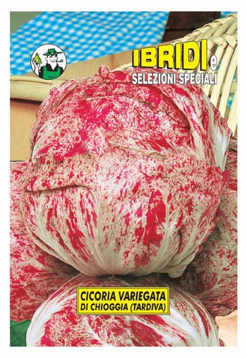 CICORIA DI CHIOGGIA TARDIVA