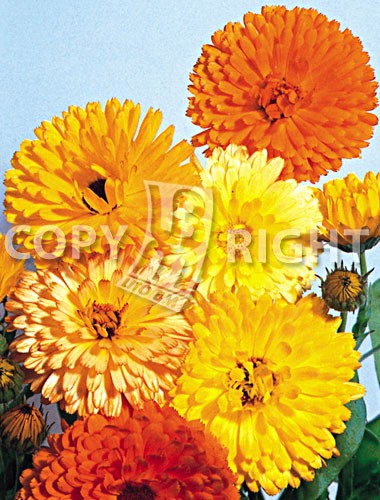 CALENDULA MISCUGLIO