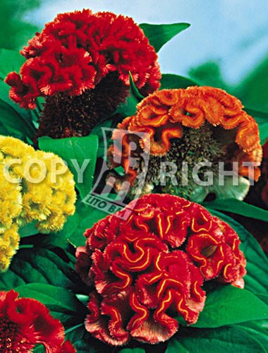 CELOSIA CRESTATA