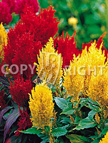 CELOSIA PIUMOSA MISCUGLIO