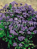 MYOSOTIS O NON TI SCORDAR DI ME