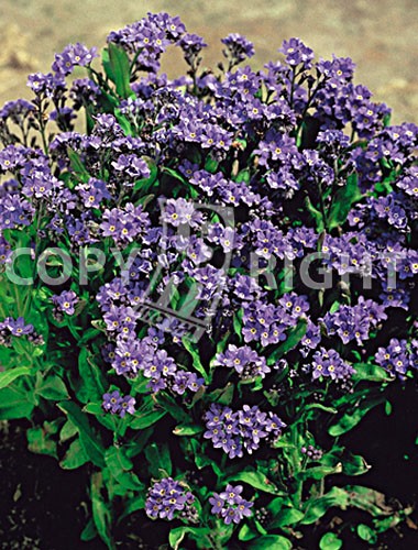 MYOSOTIS O NON TI SCORDAR DI ME