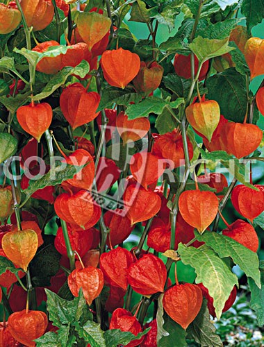 PHYSALIS O LANTERNA CINESE