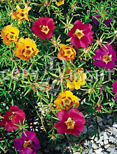 PORTULACCA SEMPLICE