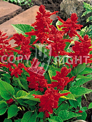 SALVIA SPLENDENS