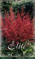 ASTILBE