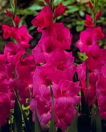 GLADIOLI SCATOLA GREPPIA DA 75