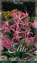 NERINE BOWDENII