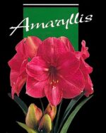 AMARILLYS