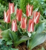 TULIPANO BOTANICO GREPPIA DA 100