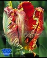 TULIPANO PAPPAGALLO GREPPIA DA 100