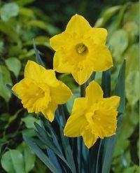 NARCISI MISURA II IN SACCO DA 250 BULBI