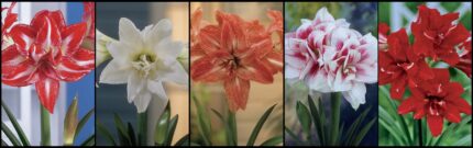 AMARILLIS DOPPI IN SCATOLA MOSTRA DA 25 BULBI