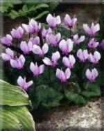 CICLAMINI 20/25 CONFEZIONATI DA 3 BULBI