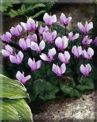 CICLAMINI 20/25 CONFEZIONATI DA 3 BULBI