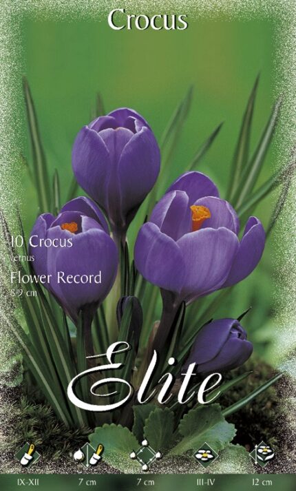 CROCUS MISURA 9/10 CONFEZIONATI DA 10 BULBI