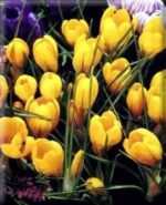 CROCUS MISURA 9/10 CONFEZIONATI DA 10 BULBI