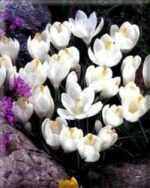 CROCUS MISURA 9/10 CONFEZIONATI DA 10 BULBI