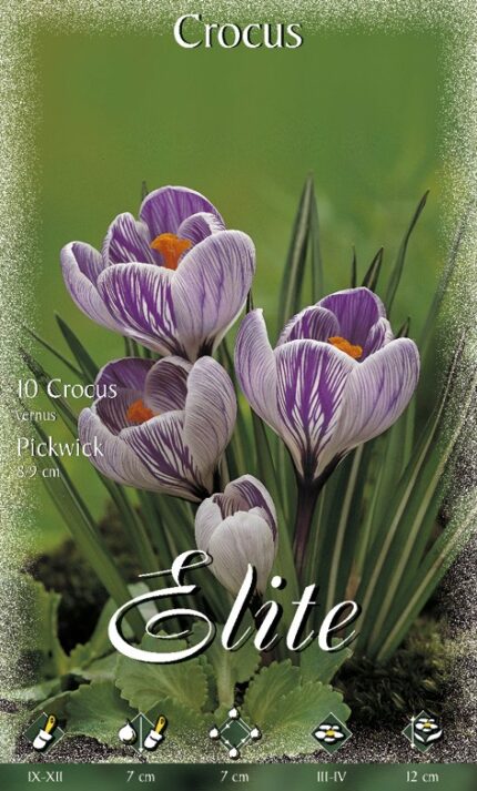 CROCUS MISURA 9/10 CONFEZIONATI DA 10 BULBI
