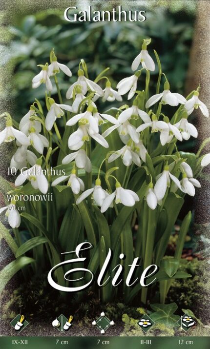 GALANTUS WORONOWII