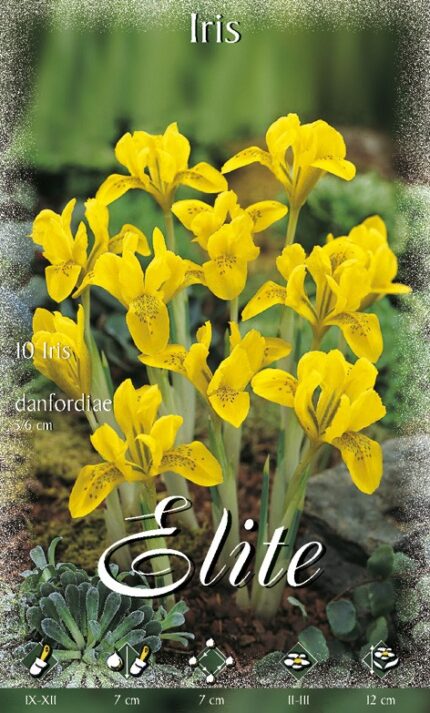 IRIS BOTANICO MISURA 6+ CONFEZIONATI DA 10 BULBI