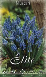 MUSCARI ARMENIACUM MISURA 10+
