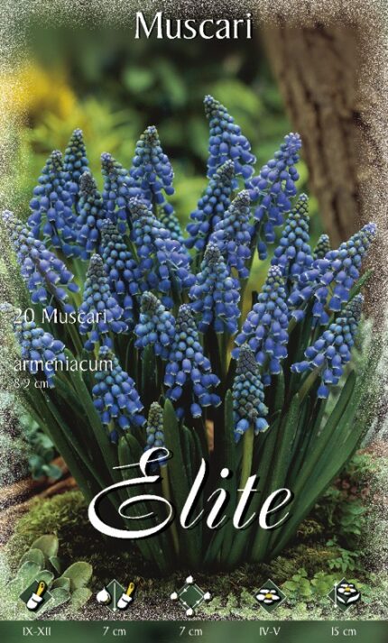 MUSCARI ARMENIACUM MISURA 10+