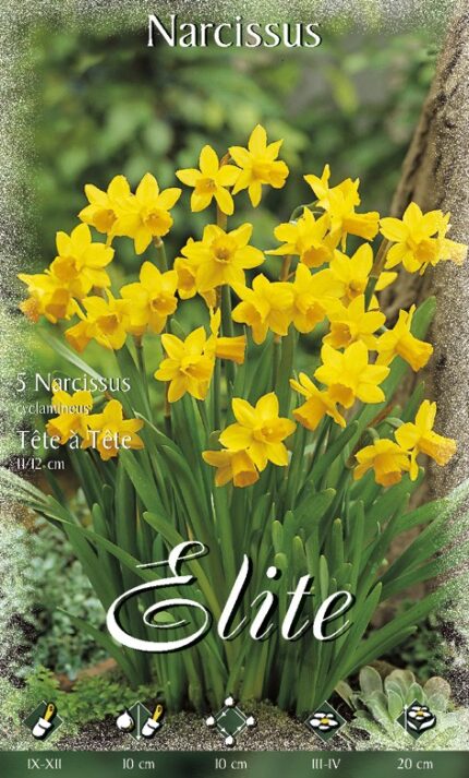 NARCISI MISURA II IN CONFEZIONE DA 10 BULBI