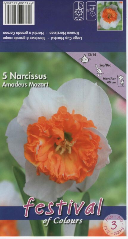 NARCISI MISURA II IN CONFEZIONE DA 5 BULBI